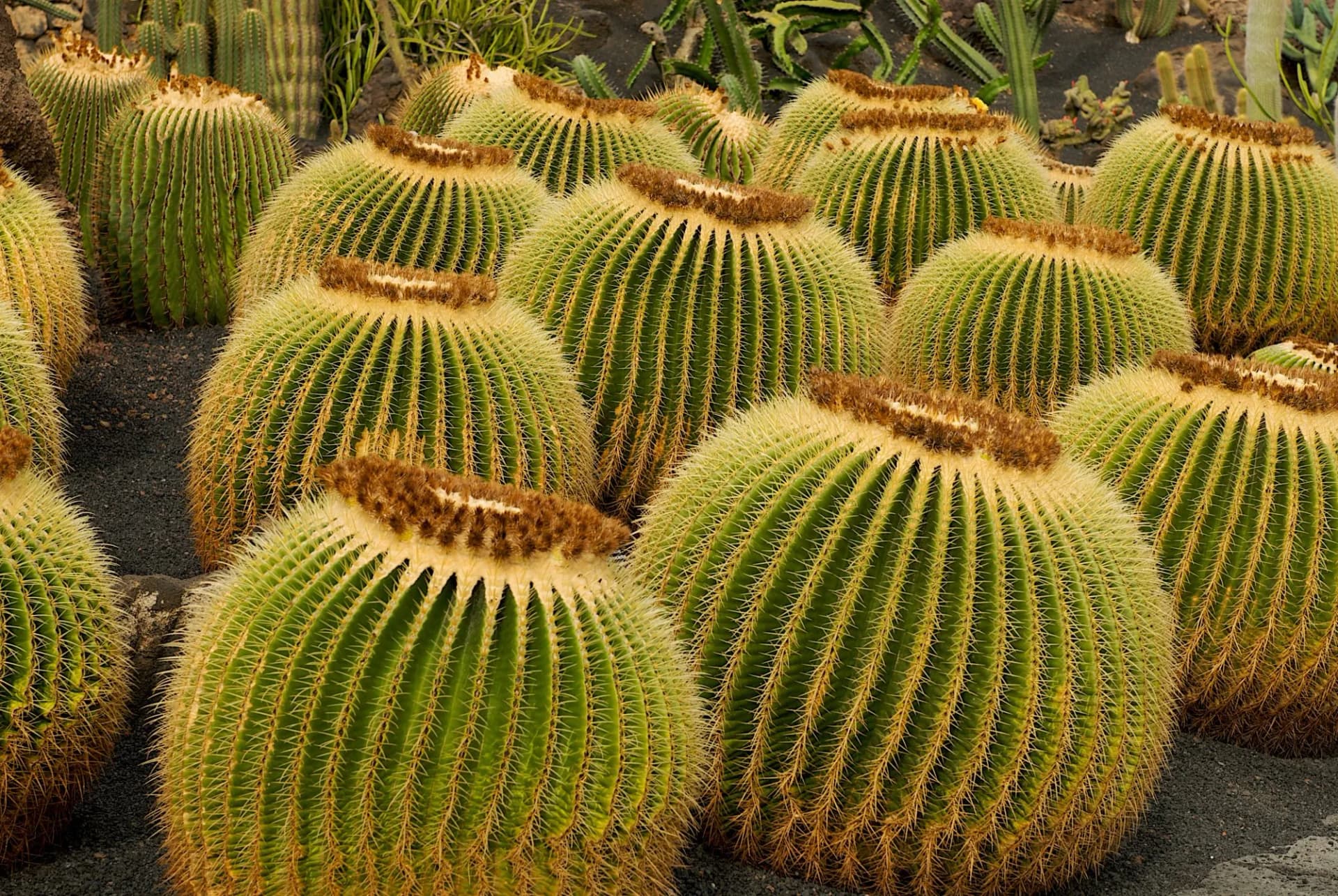 jardin de cactus