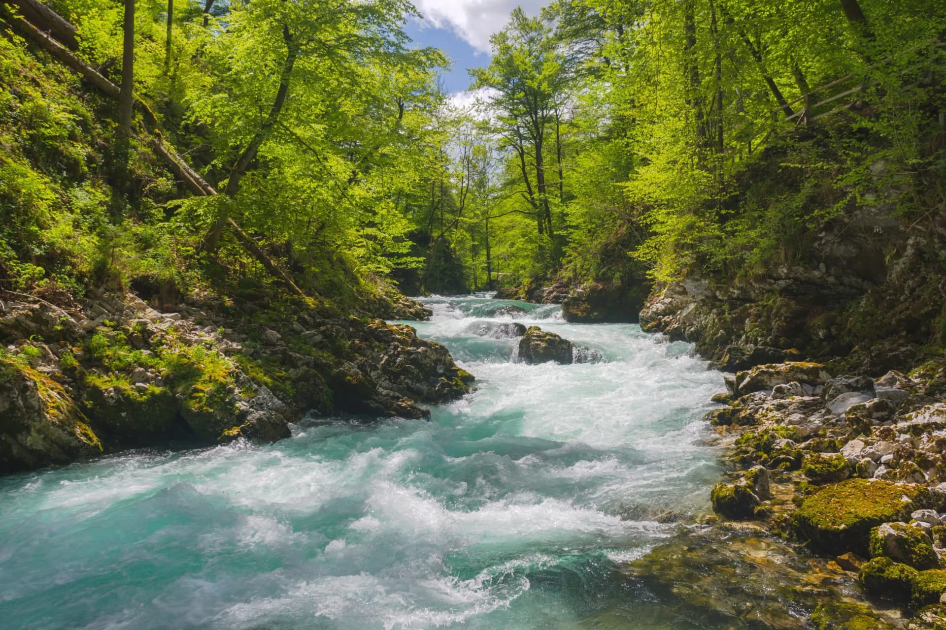 Whitewater rapids on the turquoise Radovna River in Slovenia, surrounded by lush green forest.