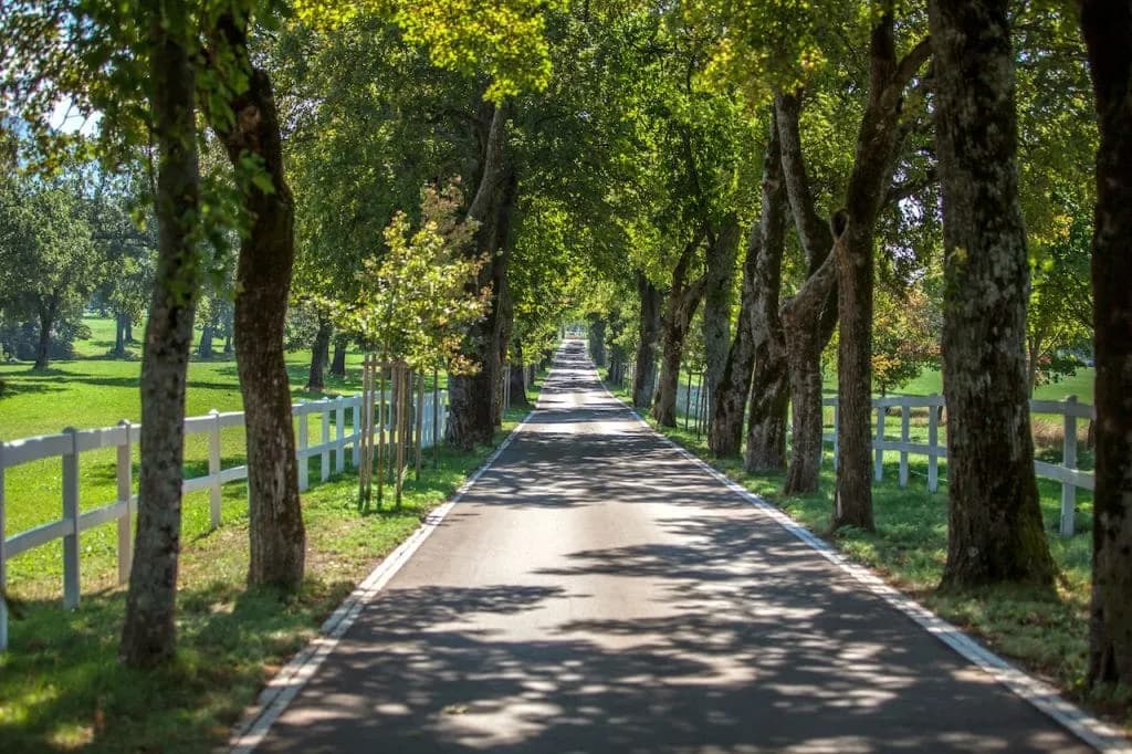Cycling path under a canopy of green trees alongside a white fence in Lipica.