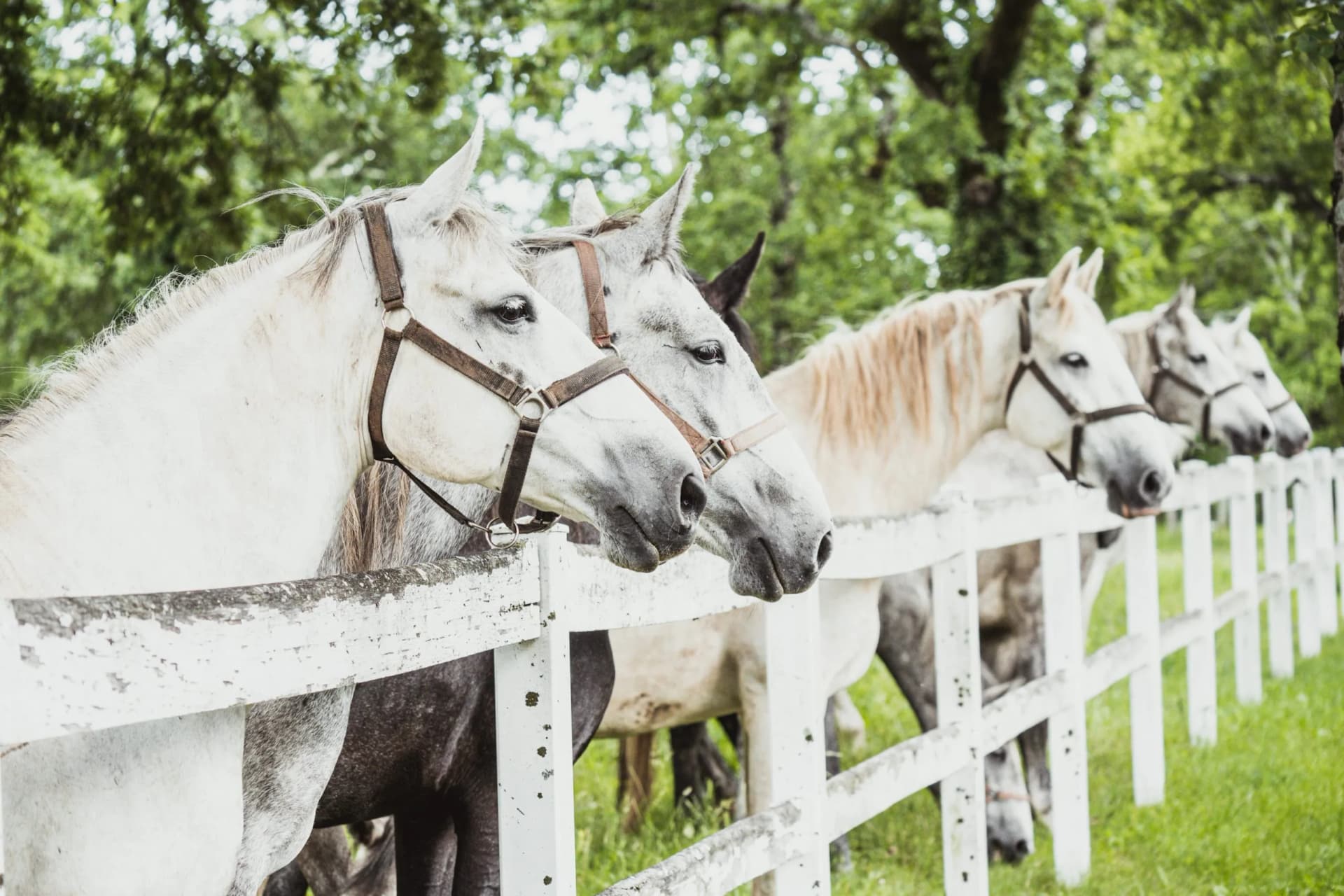 Lipica horses with white halters lined up behind a weathered white fence with green trees in the background.