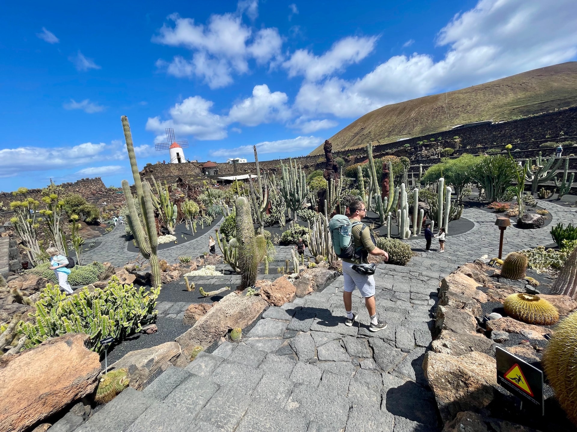 Hiker walking through the Jardín de Cactus in Lanzarote with volcanic landscape and windmill in the background.