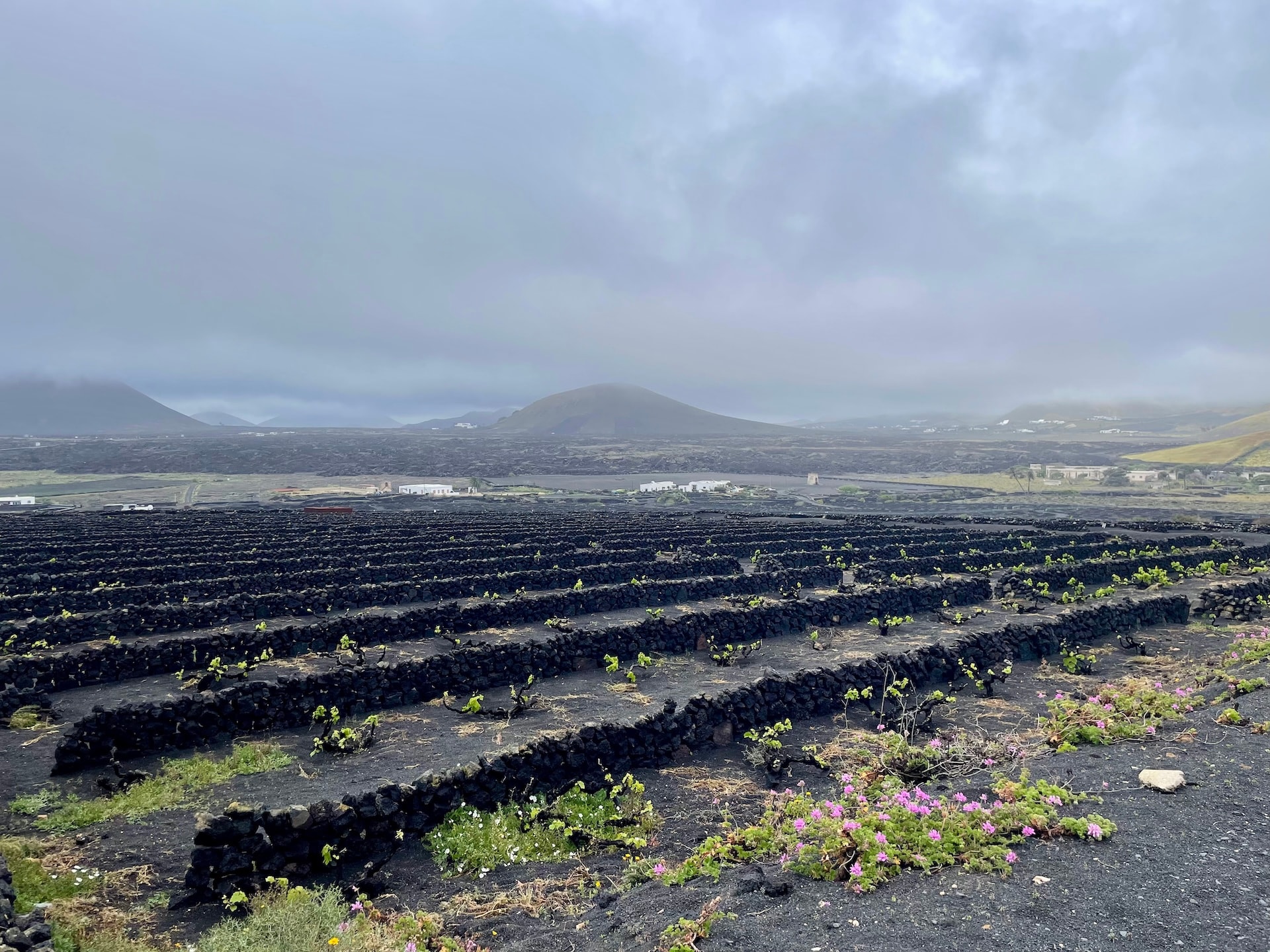 Vineyard with rows of vines protected by stone walls in Lanzarote, Spain, with volcanic mountains under a cloudy sky.