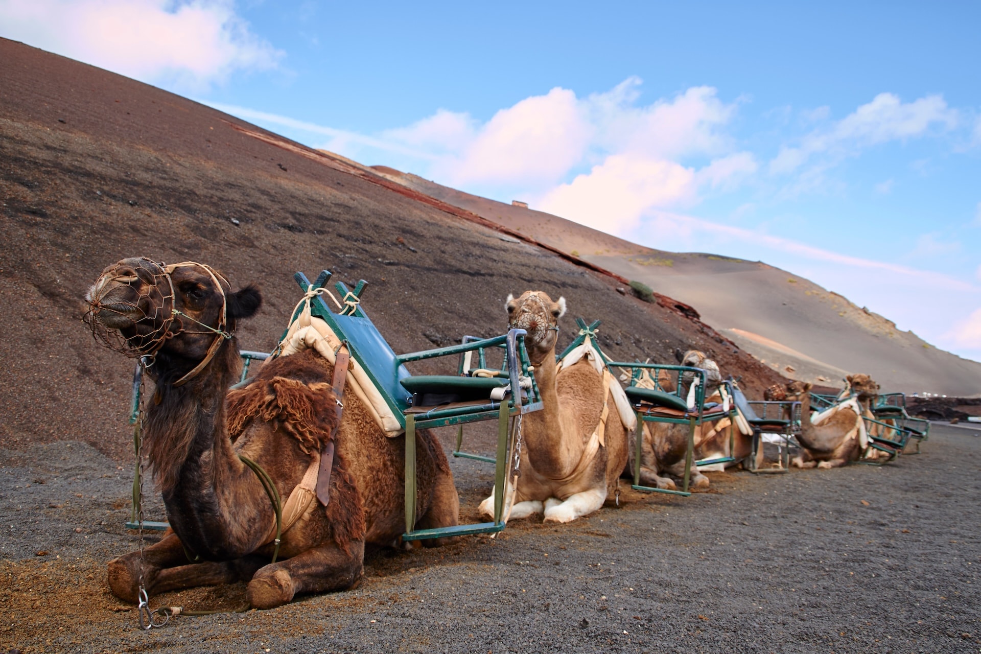 Camels with saddles resting on volcanic landscape in Lanzarote, Canary Islands.