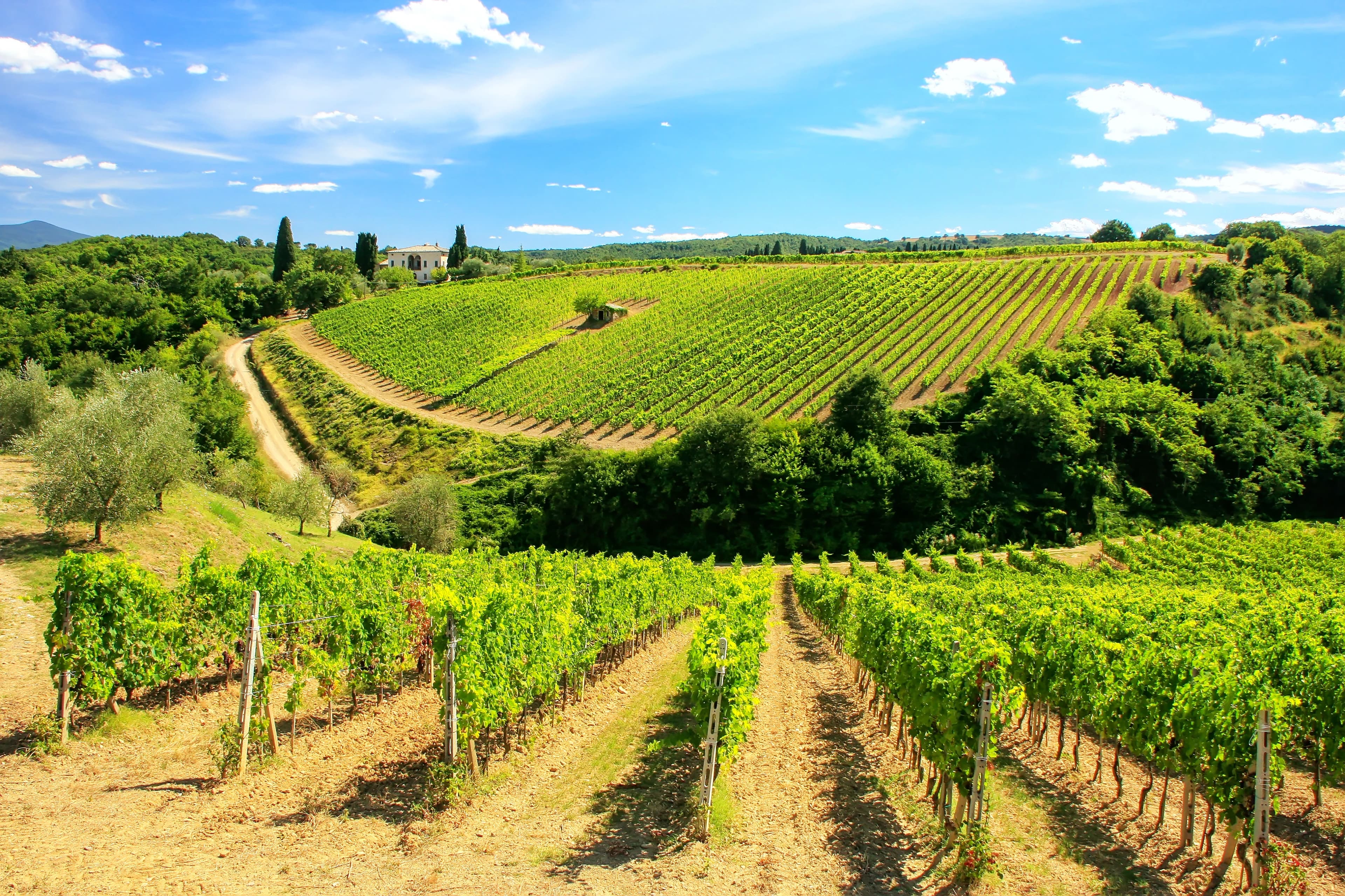 Vineyards near Montalcino in Val d'Orcia
