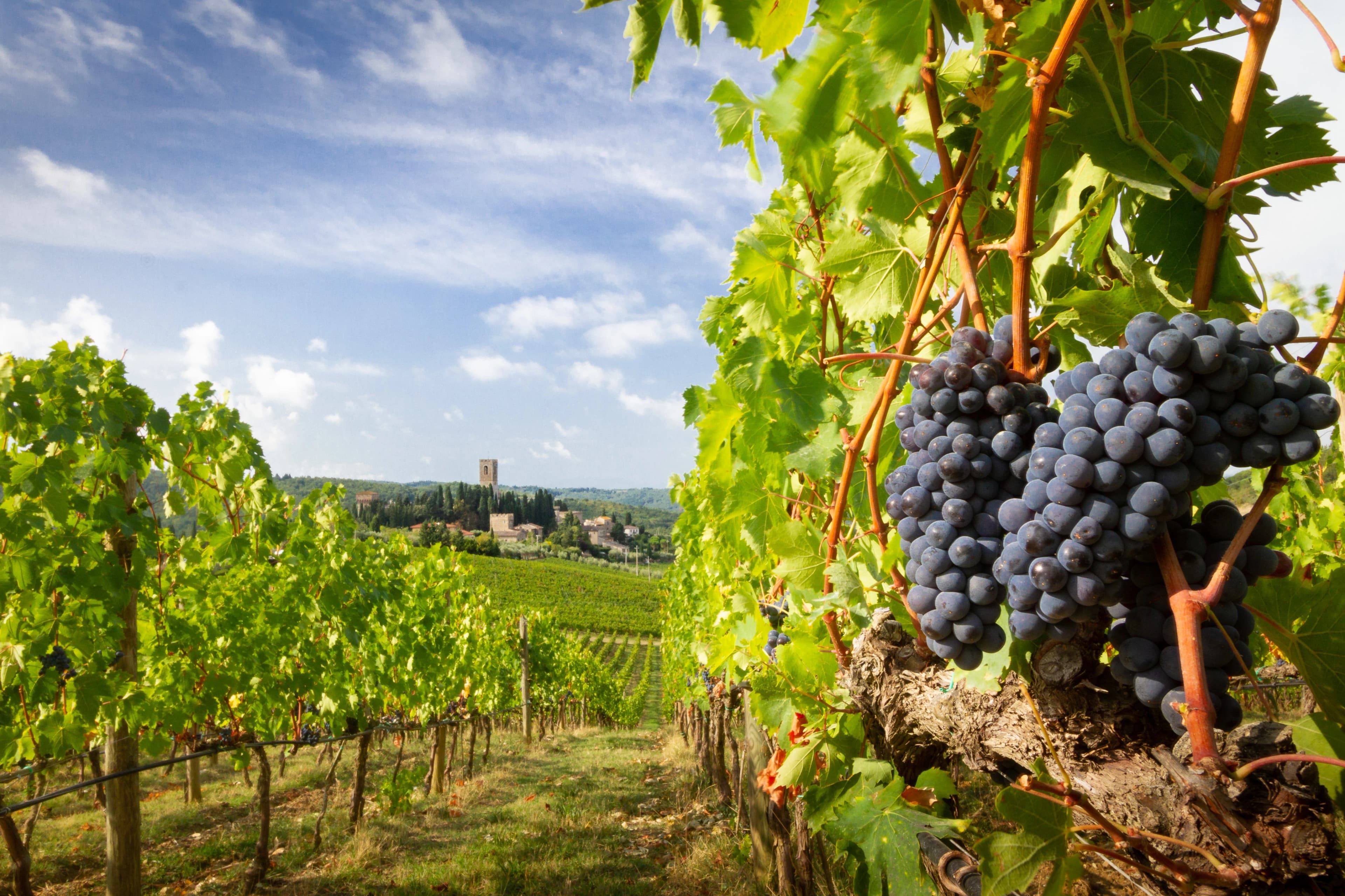 Harvest in Chianti vineyard landscape