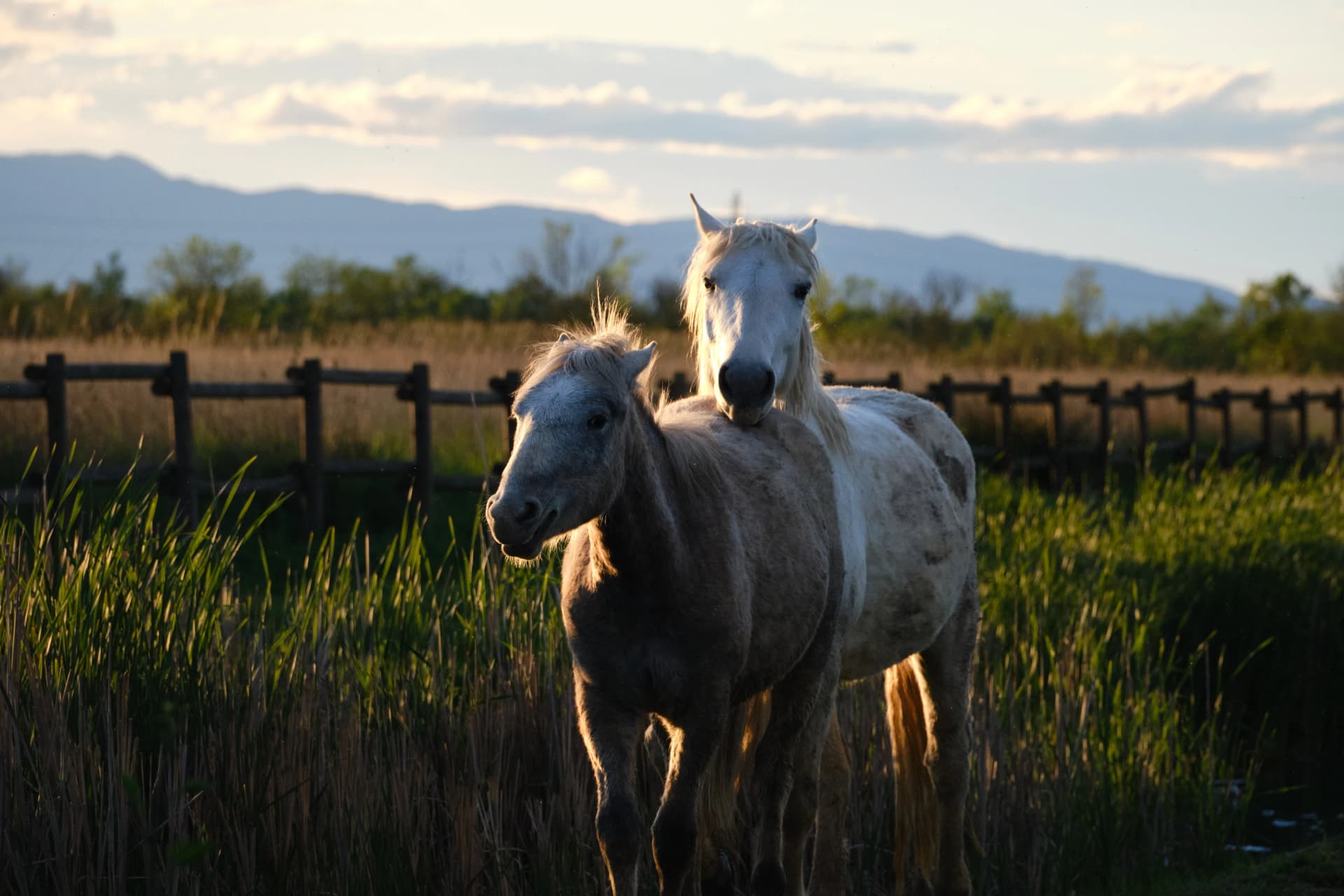 horses in the Aiguamolls de l'Empordà on the Costa Brava, Girona, Catalonia