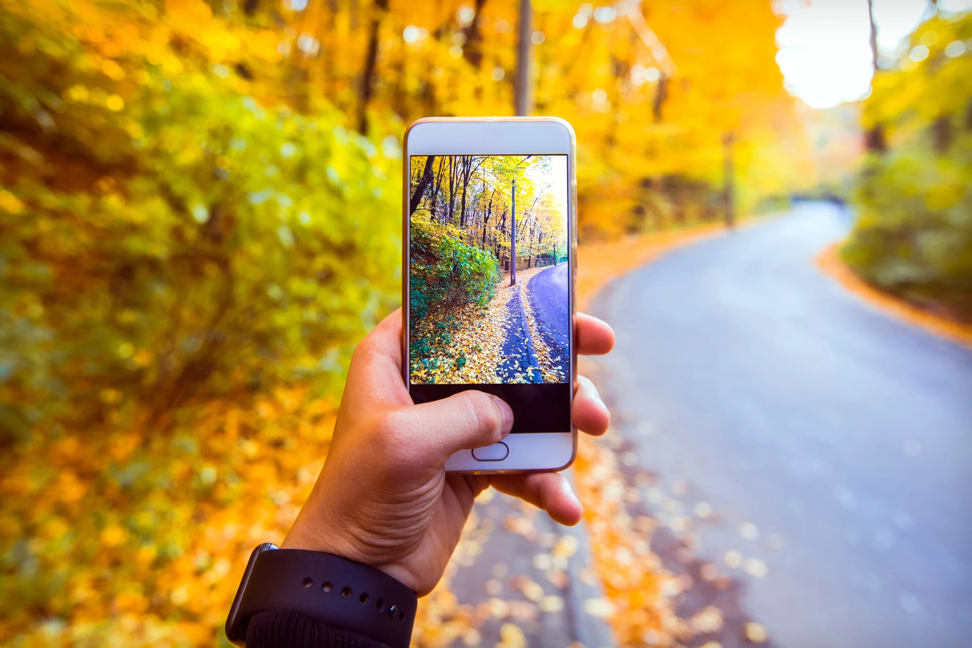 Man taking picture of yellow foliage in the forest, landscape in autumn with phone
